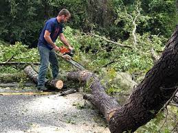 How Our Tree Care Process Works  in  Santa Ana, CA